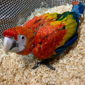 baby macaw parrot, macaw parrot, macaw parrot price, macaw parrot for sale, rainbow macaw parrot