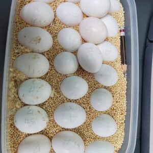 Macaw Parrot Eggs Available, Macaw Parrot Eggs Available near me, Macaw Parrot Eggs for sale