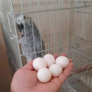 FERTILE AFRICAN GREY PARROT EGGS, FERTILE AFRICAN GREY PARROT EGGS for sale, FERTILE AFRICAN GREY PARROT EGGS near me, parrot eggs