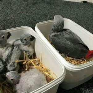 baby african grey parrots, african grey parrots, african grey parrots for sale, african grey,