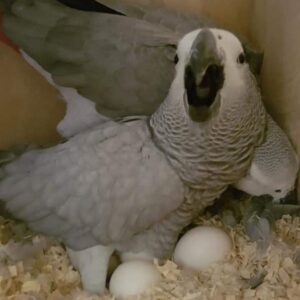 young african grey parrots, african grey parrots, african grey parrots for sale, african grey,