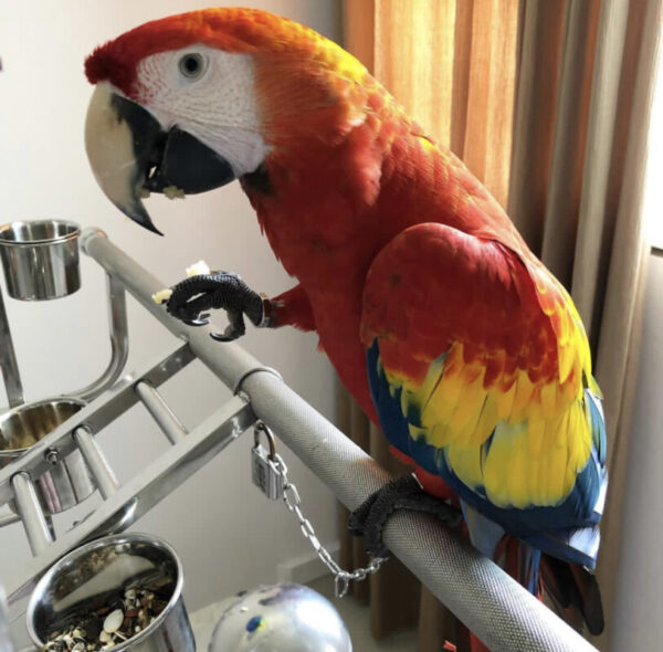 scarlet macaw for sale, scarlet macaw for sale near me, scarlet macaw, scarlet macaw price,