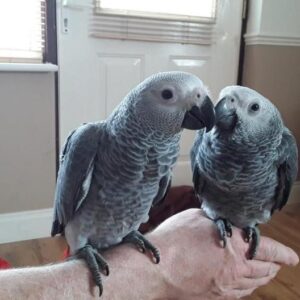 african grey, african grey parrot price, african grey parrot for sale, african grey for sale, african grey parrots