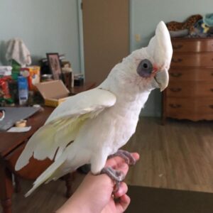 bare-eyed cockatoo, bare-eyed cockatoo price, bare-eyed cockatoo for sale, Bare-Eyed Cockatoo (Little Corella Cockatoo) for sale