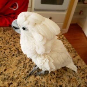 bare-eyed cockatoo, bare-eyed cockatoo price, bare-eyed cockatoo for sale, Bare-Eyed Cockatoo (Little Corella Cockatoo) for sale