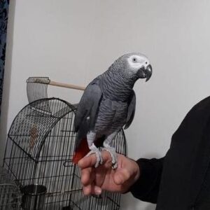 african grey, african grey parrot price, african grey parrot for sale, african grey for sale, african grey parrots