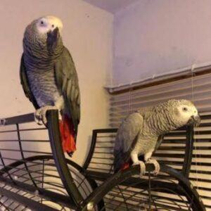 african grey, african grey parrot price, african grey parrot for sale, african grey for sale, african grey parrots