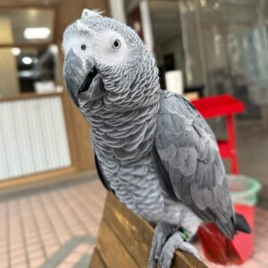 young african grey parrots, african grey parrots, african grey parrots for sale, african grey,