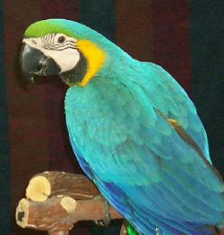 blue and gold macaw, blue and gold macaw for sale, blue and gold macaw price, baby blue and gold macaw