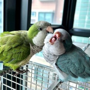 parakeet parrots, parakeet parrot, parakeet parrot price,