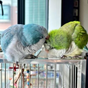 parakeet parrots, parakeet parrot, parakeet parrot price,