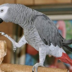 Congo African Grey, african grey, african grey parrot price, african grey parrot for sale, african grey for sale, african grey parrots