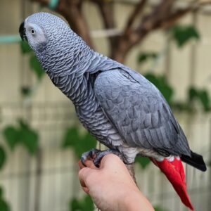 congo african grey, congo african grey parrot, congo african grey for sale, congo african grey parrots, african grey, african grey parrot price, african grey parrot for sale,african grey price