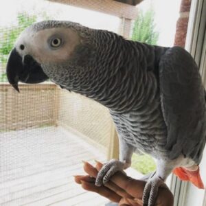 Congo African Grey, african grey, african grey parrot price, african grey parrot for sale, african grey for sale, african grey parrots