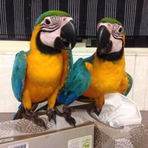 blue and gold macaw, blue and gold macaw for sale, blue and gold macaw price, baby blue and gold macaw