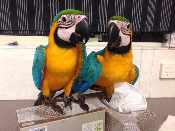 blue and gold macaw, blue and gold macaw for sale, blue and gold macaw price, baby blue and gold macaw