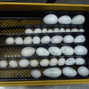 FERTILE BLUE AND GOLD MACAW EGGS, BLUE AND GOLD MACAW EGGS, GOLD MACAW EGGS, BLUE MACAW EGGS FOR SALE