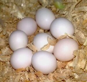 FERTILE CONURE EGGS, FERTILE CONURE EGGS for sale, FERTILE CONURE EGGS near me