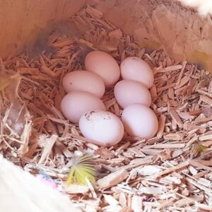 FERTILE ECLECTUS PARROT EGGS