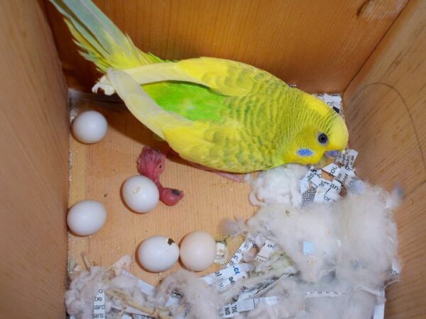 FERTILE PARAKEET EGGS, parakeet eggs near me, FERTILE PARAKEET EGGS for sale