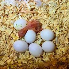 FERTILE QUAKER PARROT EGGS