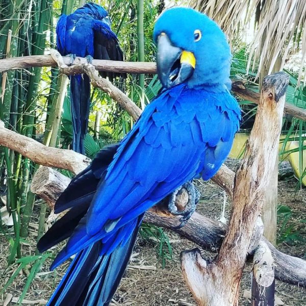 Hyacinth-macaw-for-salee-600x600-1