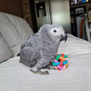 african grey, african grey parrot price, african grey parrot for sale,african grey price