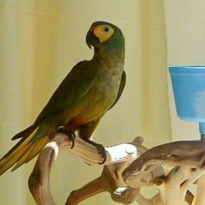 red-bellied macaw for sale