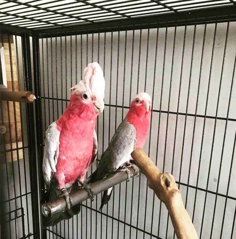 Rose-Breasted-Cockatoo-Galah-Cockatoo-For-Sale-3 (1)