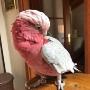 galah cockatoos for sale, cockatoos for sale, cockatoos for sale near me, rose breasted cockatoos for sale,