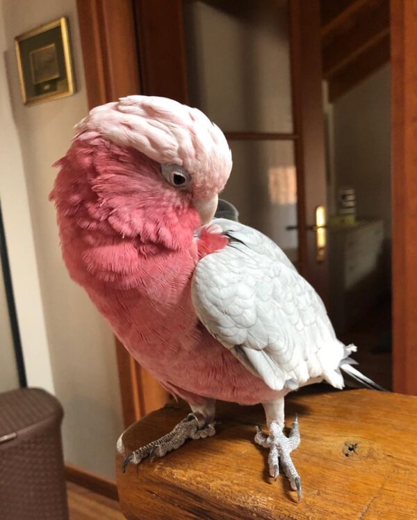 galah cockatoos for sale, cockatoos for sale, cockatoos for sale near me, rose breasted cockatoos for sale,