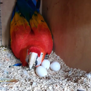 FERTILE SCARLET MACAW PARROT EGGS