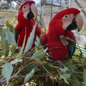 green-winged macaws, green winged macaws, green macaws