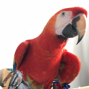 scarlet macaw parrot, scarlet macaw parrot for sale, scarlet macaw parrot price, macaw parrot,