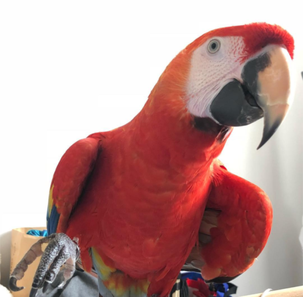 scarlet macaw parrot, scarlet macaw parrot for sale, scarlet macaw parrot price, macaw parrot,