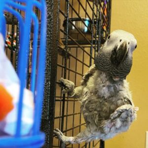 african grey, african grey parrot price, african grey parrot for sale, african grey for sale, african grey parrots