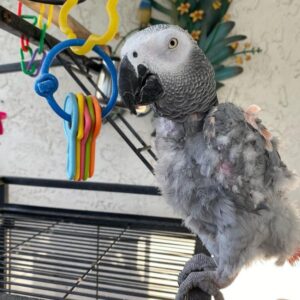 african grey, african grey parrot price, african grey parrot for sale, african grey for sale, african grey parrots