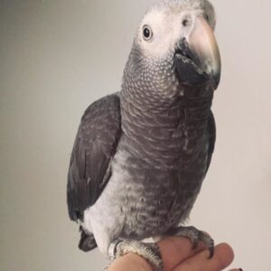 african grey, african grey parrot price, african grey parrot for sale, african grey for sale