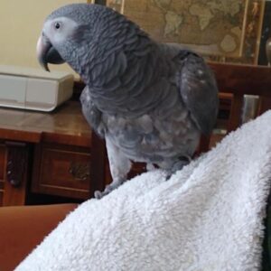 Einstein - african grey, Einstein, african grey, african grey parrot price, african grey parrot for sale, african grey for sale