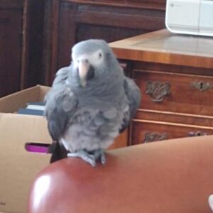 Einstein - african grey, Einstein, african grey, african grey parrot price, african grey parrot for sale, african grey for sale