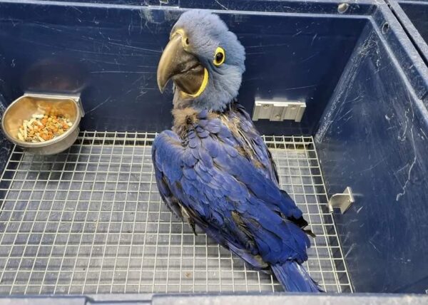 Baby Hyacinth Macaw Bird