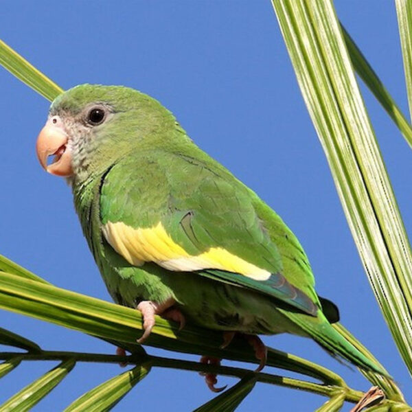 Canary-Winged Parakeet, canary-winged, canary winged parakeet, white winged parakeet, canary winged parakeet for sale,