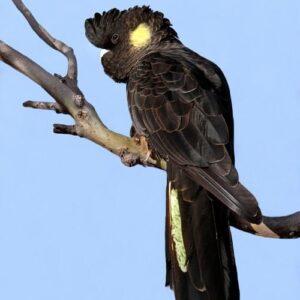 yellow tailed black cockatoo, yellow tailed black cockatoo for sale, yellow tailed black cockatoo price,cockatoo, cockatoo parrot, cockatoo parrot for sale,