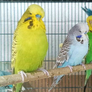 english budgie, english budgie for sale, english budgie bird,