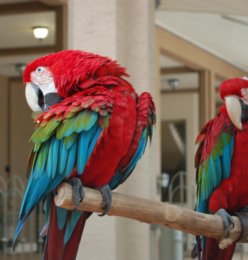 Green-winged Macaws