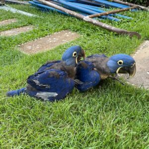 Baby Hyacinth Macaw parrots