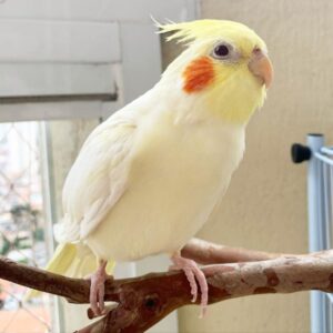 cockatiel cockatoo, cockatiel cockatoo hybrid, cockatiel cockatoo bird, cockatoo parrot, cockatoo parrot for sale,