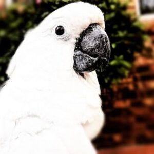 Caparrotua Cockatoo, cockatoo, cockatoo parrot, cockatoo parrot for sale,