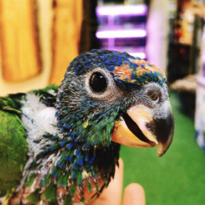 pionus parrot for sale