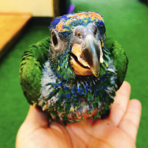 pionus parrot for sale